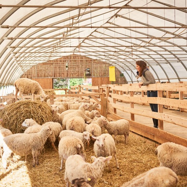 La nutritionniste Geneviève O'Gleman est à la ferme et regarde des agneaux sur le bord de la clôture.