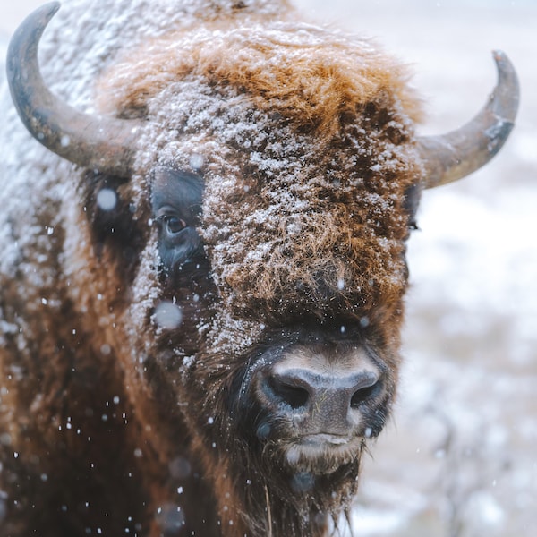 Visage d'un bison en gros plan sous la neige.