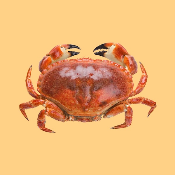 Un crabe entier sur un fond jaune.