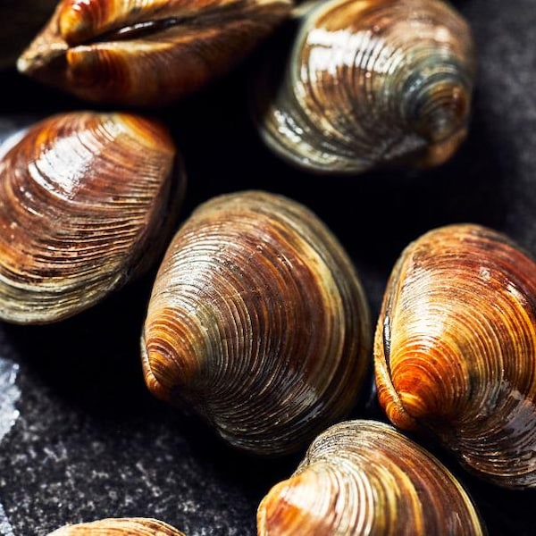 Quelques palourdes fraîches avec coquilles.