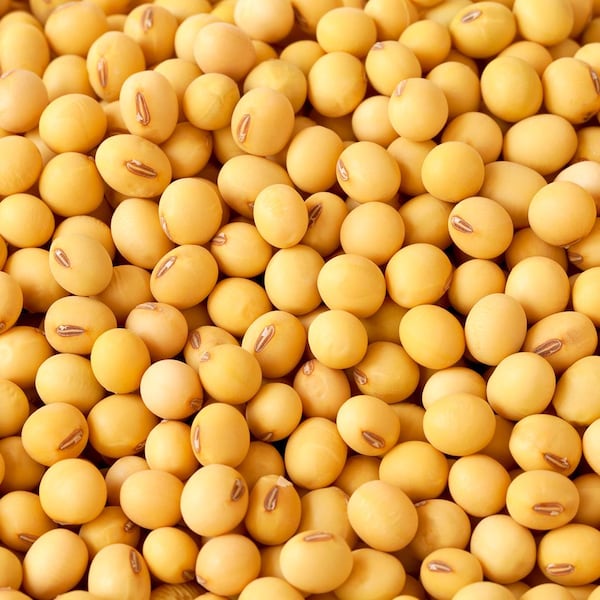 Plusieurs graines de soja.
