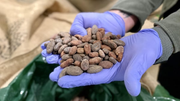 Des fèves de cacao dans les mains d’une personne, le 29 février 2024.
