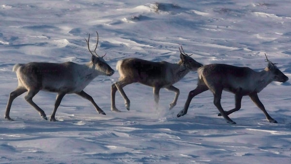 Des caribous dans la toundra.