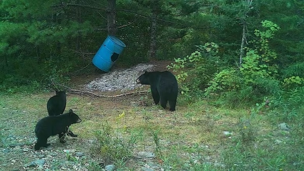 Des ours près d'un point de nourritures de chasseurs.