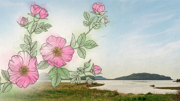 Des roses sont dessinées sur une photo d'un paysage du littoral avec des petits monts à l'arrière-plan. 