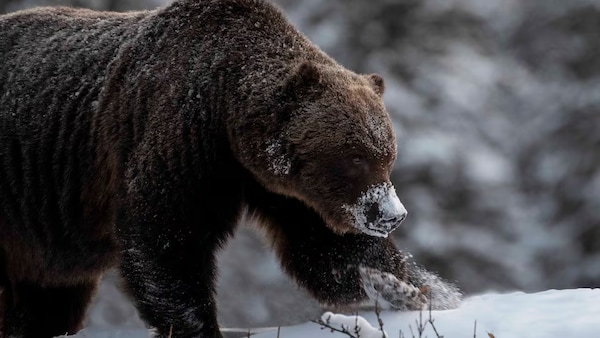 Le grizzly marche dans la neige.