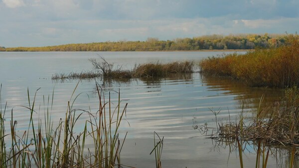 Végétation sur la rive du lac St-Pierre.