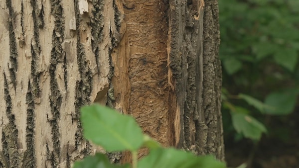 Les traces de larves d'agrile du frêne sous l'écorce d'un arbre.