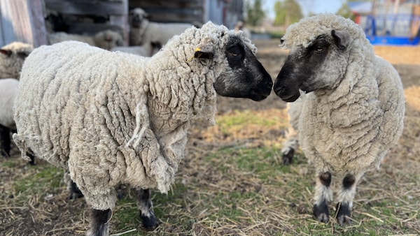 Deux moutons Shropshire.