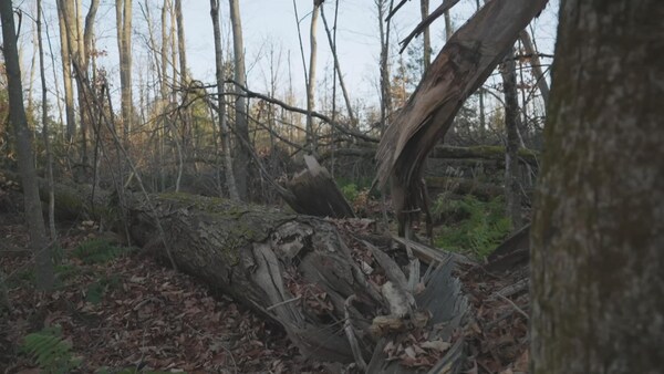 Des arbres morts et cassés dans une forêt en Ontario.