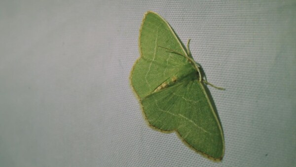 Un papillon de nuit vert.