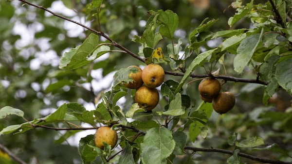 Des pommes sauvages dans un arbre.