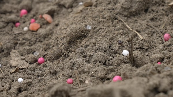 Des petites billes d'engrais colorées sur le terre dans un champ.