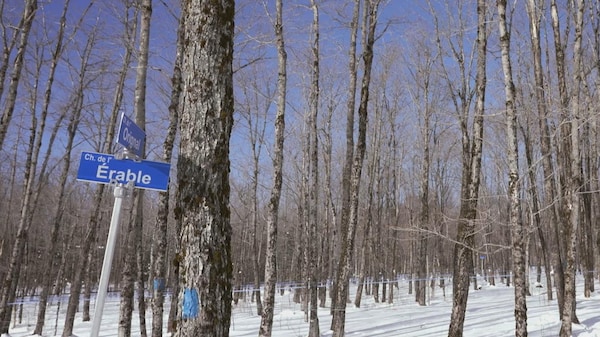 Des tubulures relient les arbres d'une érablière en hiver.