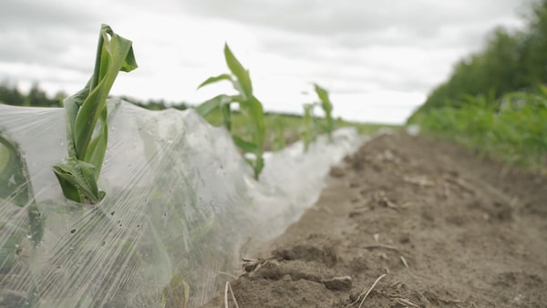 Des plants de maïs percent le paillis de plastique dans un champ.