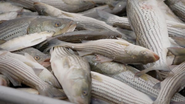 De nombreux bars rayés récoltés lors de la pêche sont dans un bac.