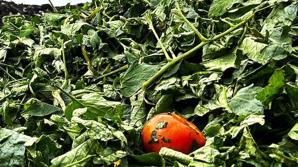 Tomate dans un tas de feuilles.