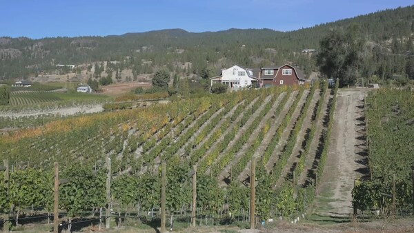 Un vignoble de la vallée de l'Okanagan.