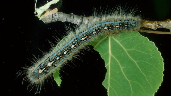 Gros plan sur une livrée des forêts, une chenille envahissante.