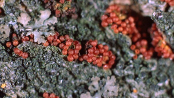 Des bulles rouges à la surface d'un hêtre.