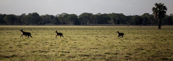 Trois antilopes se promènent sur les plaines.