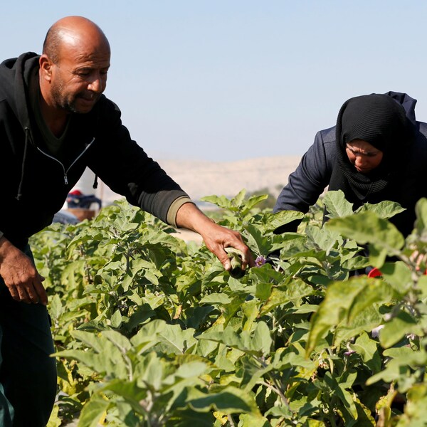 Un agriculteur palestinien ramasse des aubergines avec sa famille.