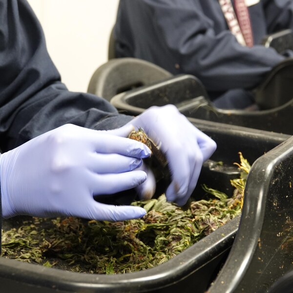 Un employé coupe des fleurs de cannabis à la main. 