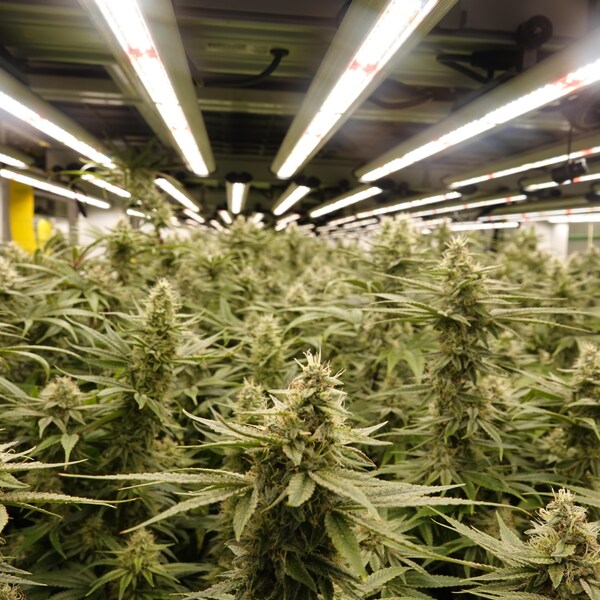 Des fleurs de cannabis croient sous des lampes dans une usine de production. 