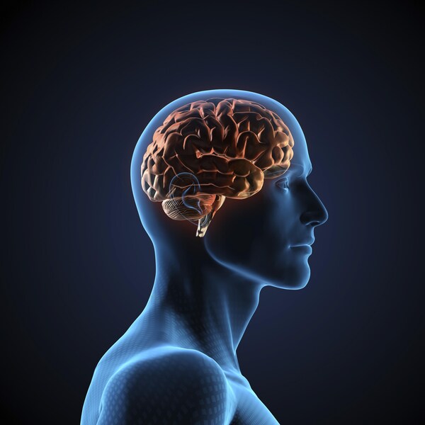 Illustration d'un cerveau humain.