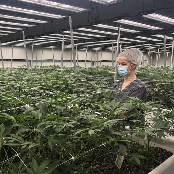 Une personne replace des plants de cannabis dans une des salles de culture de l'entreprise.