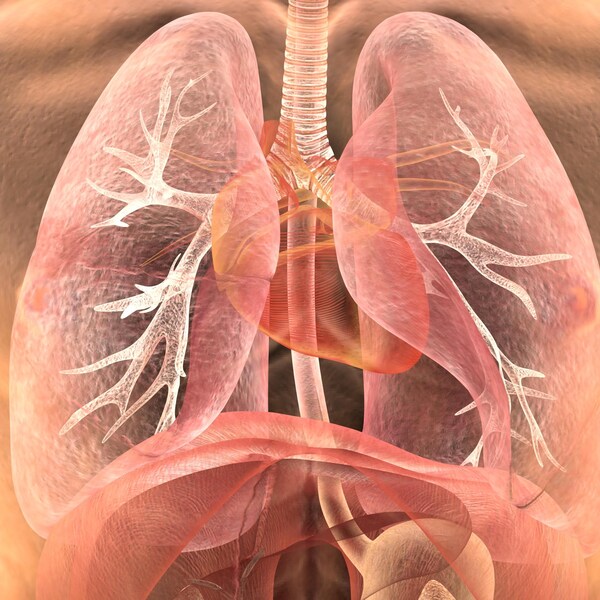 Illustration du système respiratoire humain. 