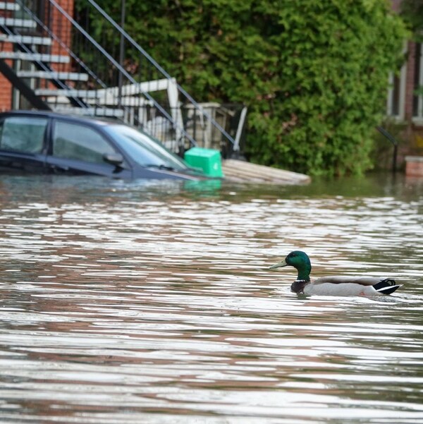 Un canard sur l'eau dans une rue de Montréal inondée