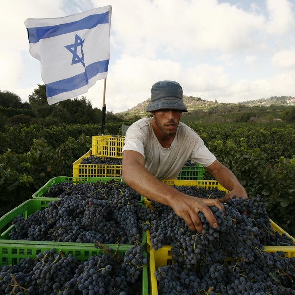Un colon israélien récoltant les raisins d'un vignoble dans les territoires palestiniens occupés. Un drapeau israélien flotte derrière lui.
