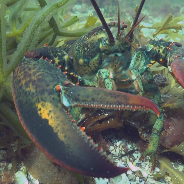 Un homard sous l'eau sort d'un buisson de plantes sous-marines.