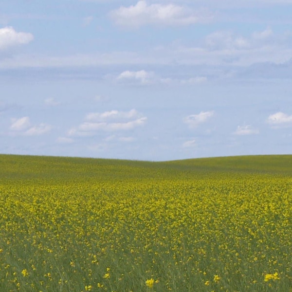Un champ de moutarde s'étend à perte de vue en Saskatchewan.