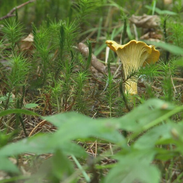 Un champignon chanterelle au sol en forêt.