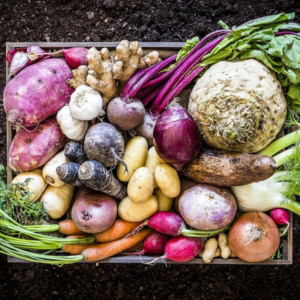 Un panier de légumes racines : patates, navet, carottes, oignon, rutabaga, fenouil, bettave.