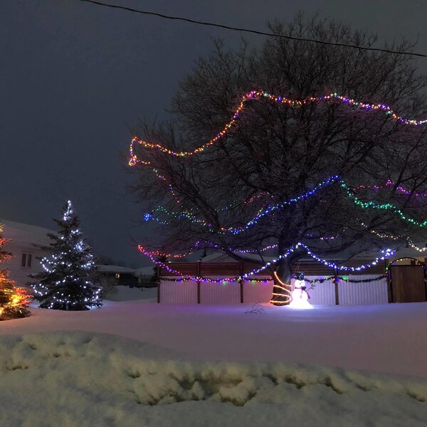 Des lumières de Noël dans des arbres.