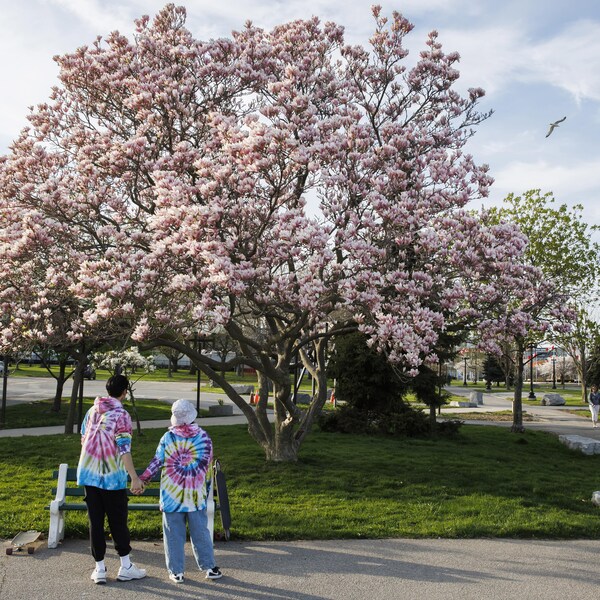 Deux passants devant un magnolia en fleur dans un parc de Toronto.