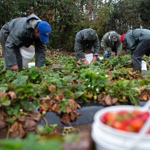 Six travailleurs agricoles cueillent des fraises dans un champ. 