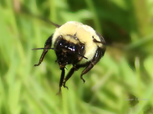 Un insecte poilu jaune et noir.