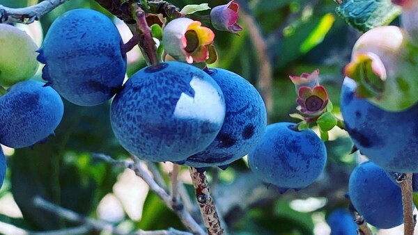 Des bleuets en grappe sur un plant.