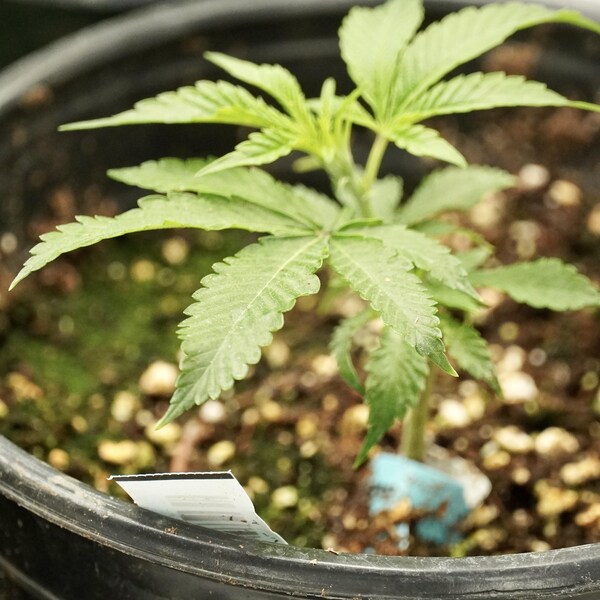 Petite plante de cannabis dans un pot noir.