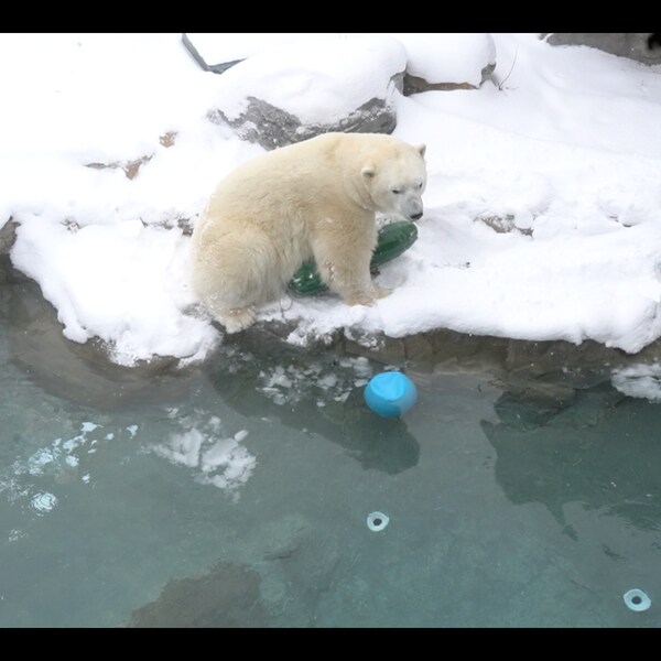 Un ours polaire à l'habitat pour ours polaire de Cochrane, Ontario.