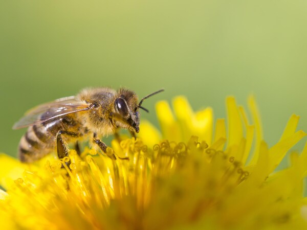 Une abeille se pose sur une fleur.