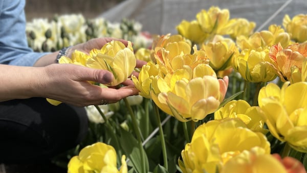 Des mains de femme entourent délicatement une tulipe jaune.