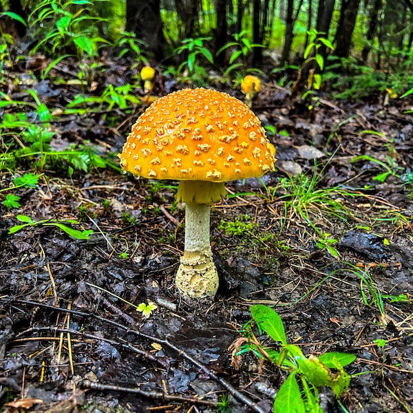 Un champigon orange dans la forêt.