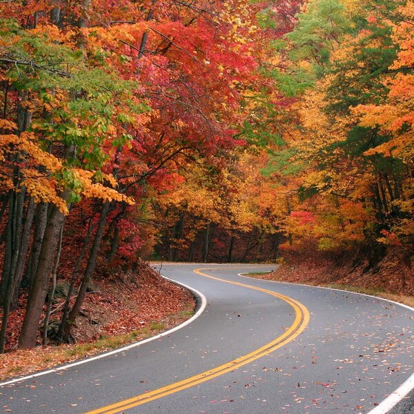 Des arbres verts, rouges et orange bordent une route sinueuse.