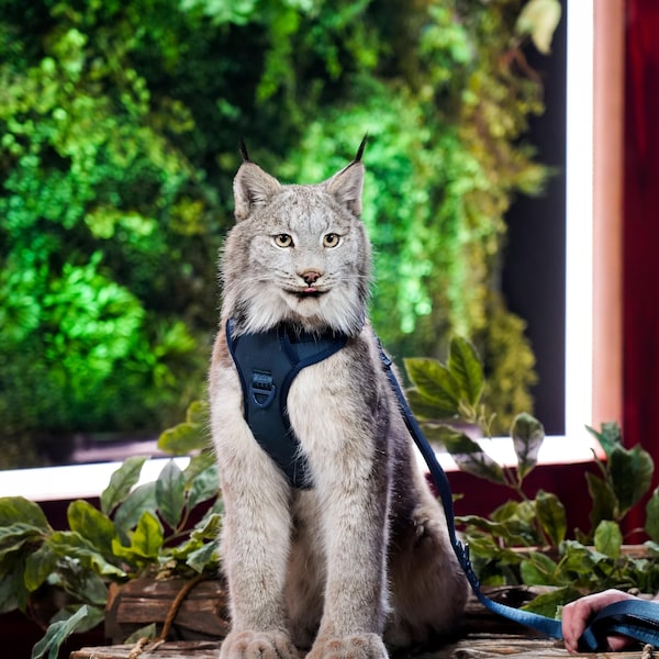 Un lynx du Canada sur le plateau de l'émission Les poilus.