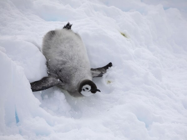 Un penguin qui glisse dans la neige.